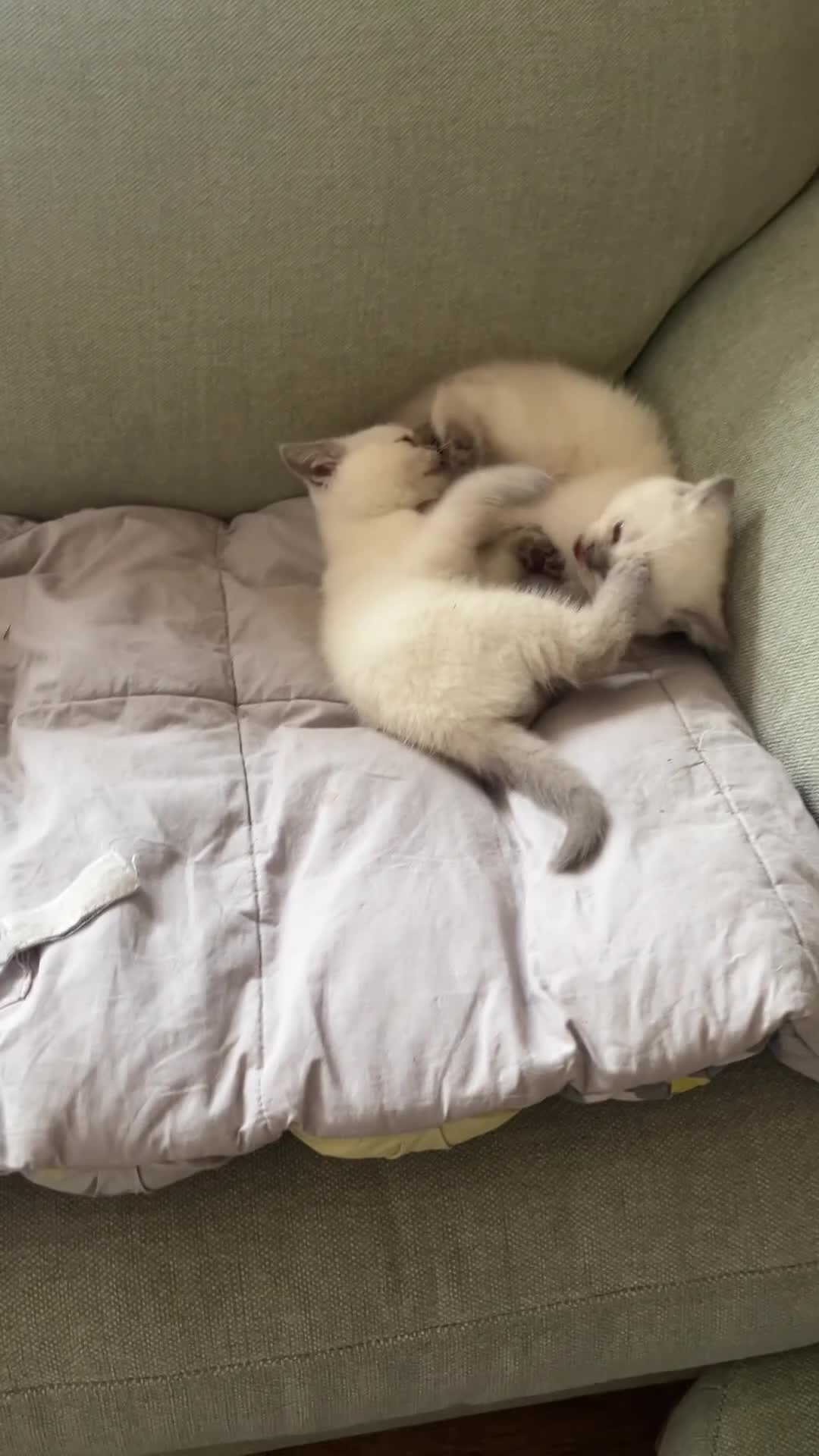 British Shorthair cats for sale: stunning final lilac point girl  in Ilkeston - Video 1
