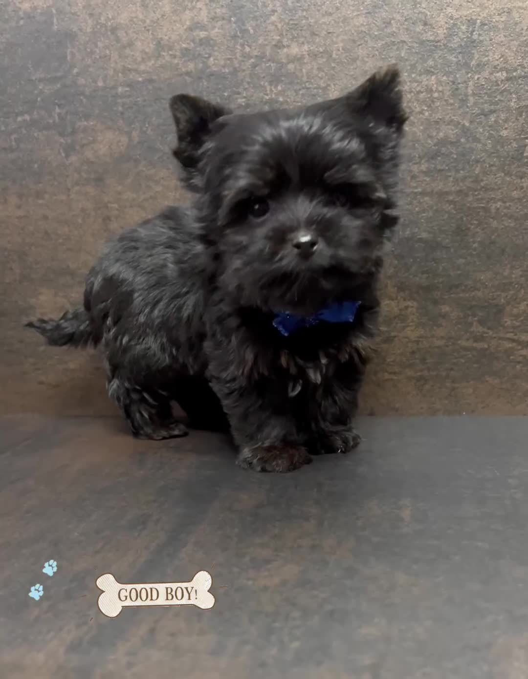 Yorkshire Terrier dogs for sale: Yorkshire Terrier puppies – very small, dad 1.2 kg - Video 2