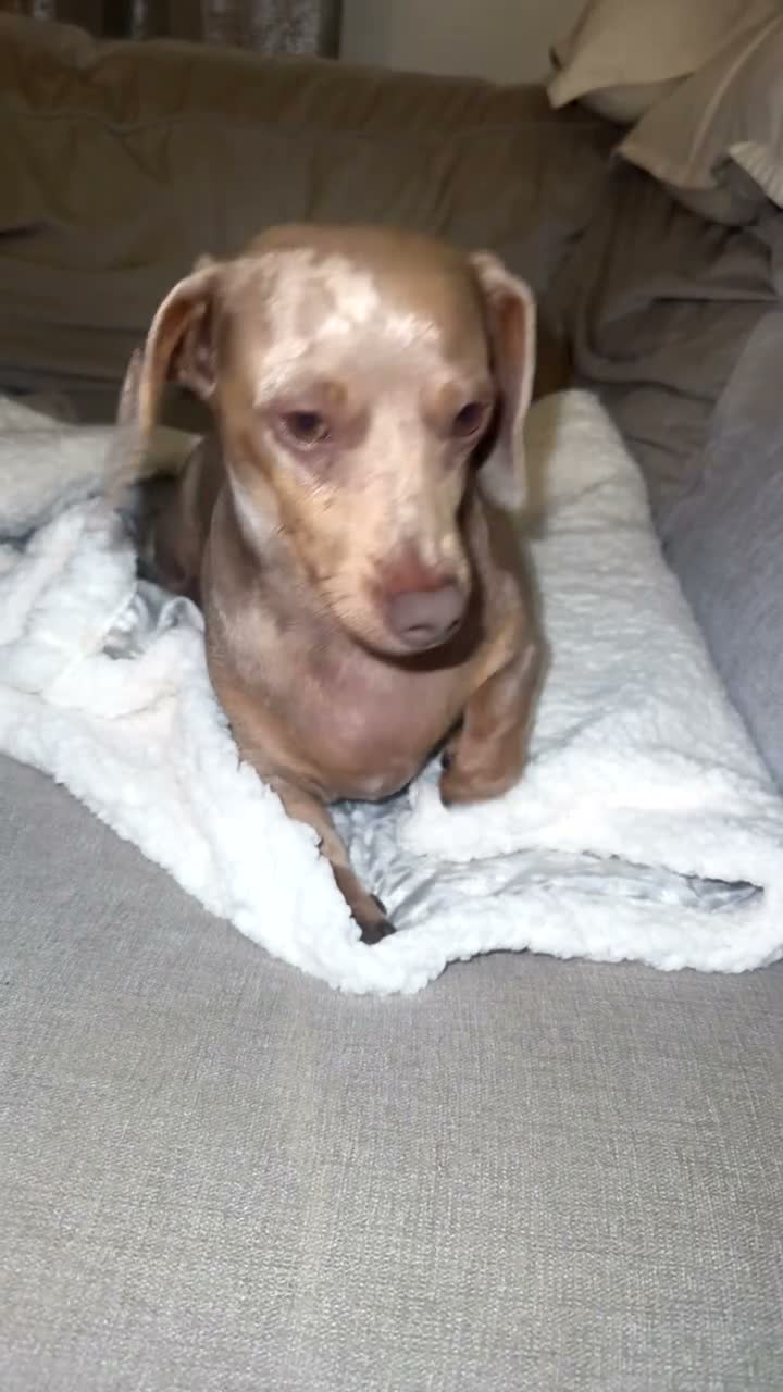 Miniature Dachshund dogs for sale:  Miniature dachshund  - Video 1