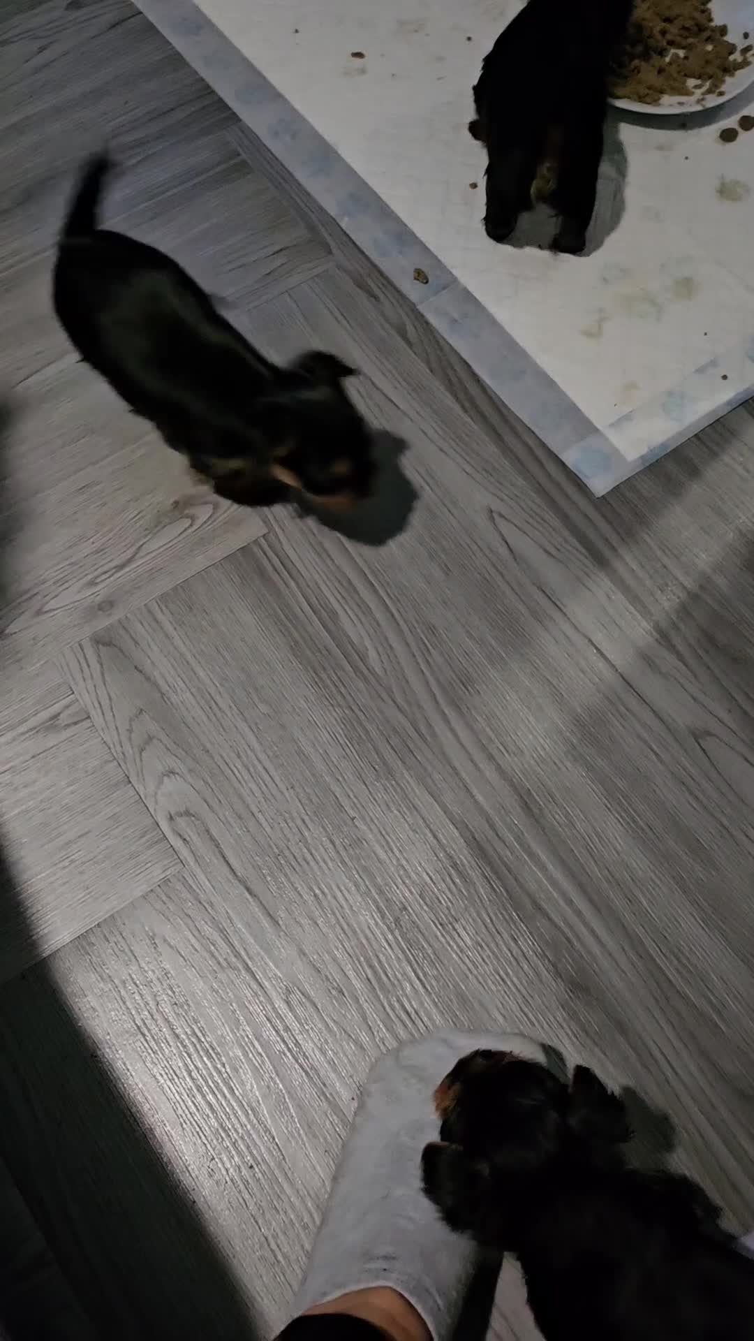 Yorkshire Terrier dogs for sale: Yorkshire terrier (miniature)READY NOW - Video 2