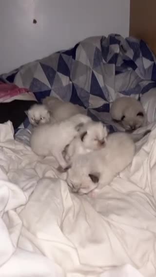 Ragdoll cats for stud: PEDIGREE Active PROVEN Ragdoll LARGE Stud !  in Wakefield - Video 1