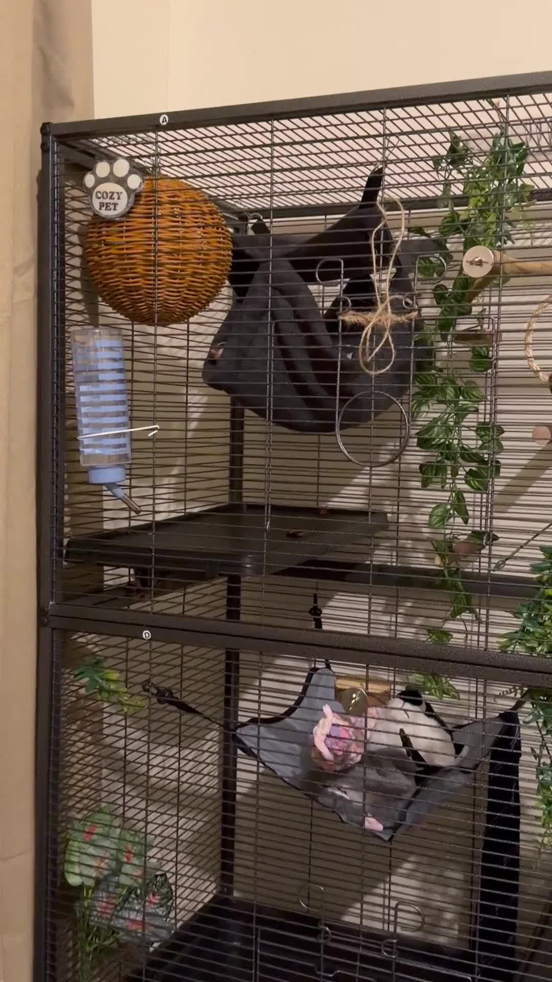 Sugar Glider rodents for sale: Male Sugar Glider - Video 2