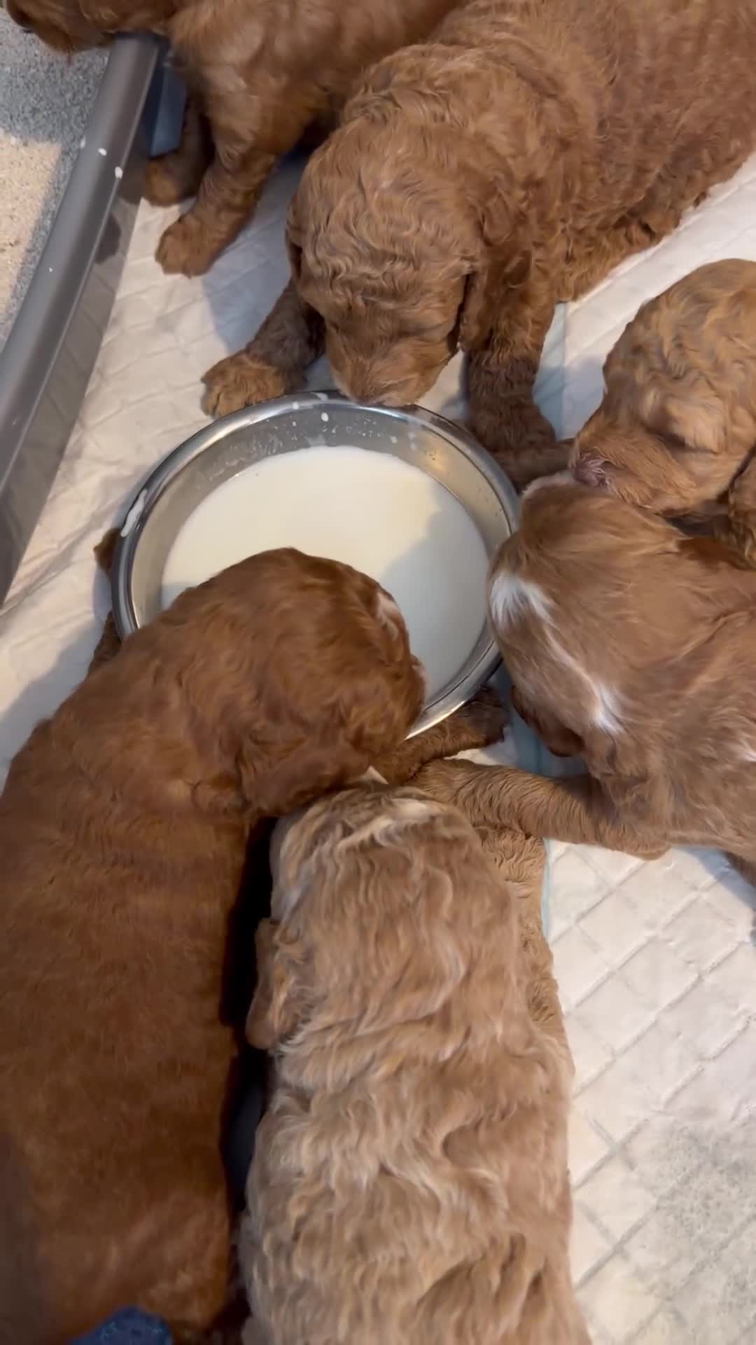 Goldendoodle dogs for sale: Beautiful Golden Doodle puppies 3 boys 3 girls  in Stoke-on-Trent - Video 1