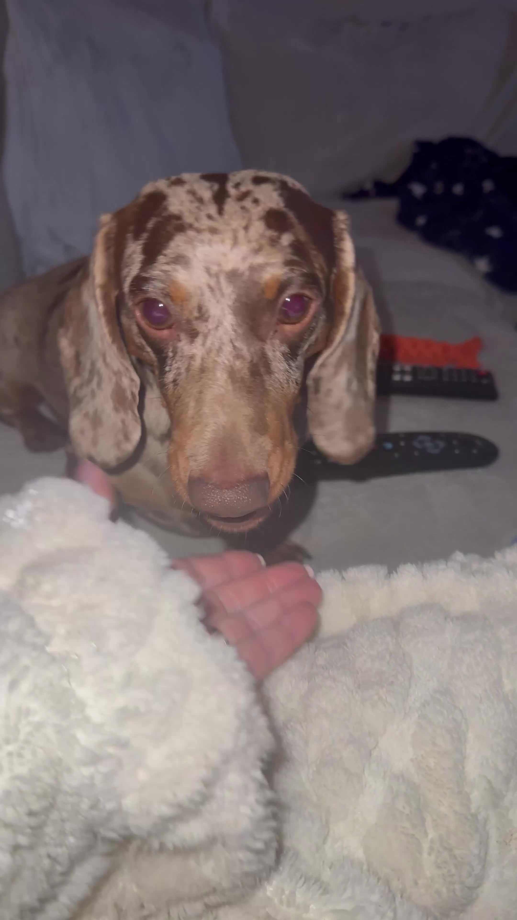 Miniature Dachshund dogs for stud: Miniature dapple dachshund  - Video 1