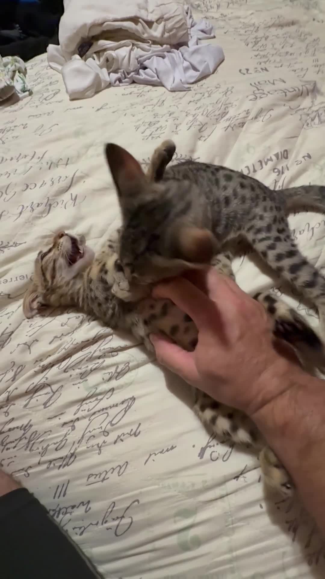 Savannah cats for sale: Savannah F4 kittens - Video 2