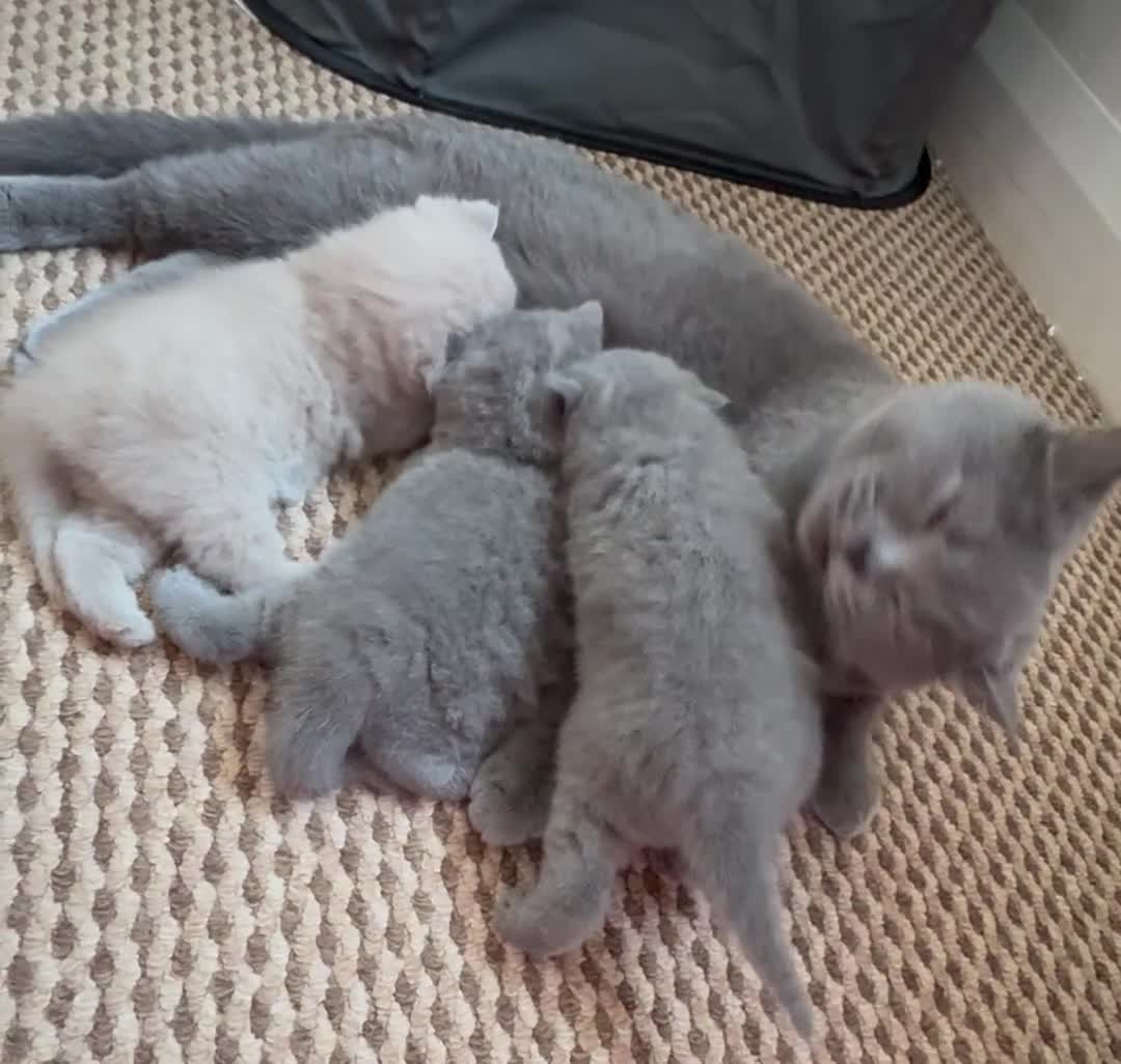British Shorthair cats for sale: British Shorthair kittens GCCF 2 boys 1 girl - Video 1