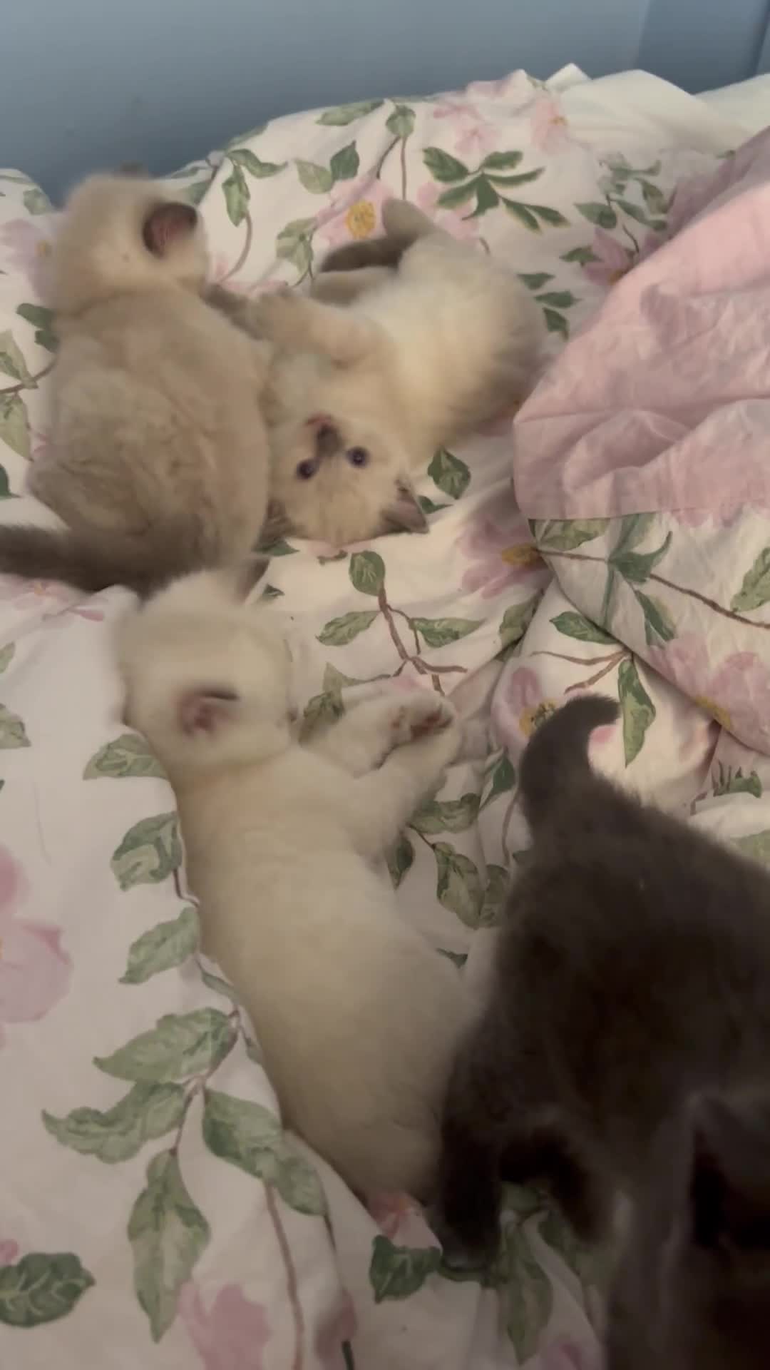 Ragdoll cats for sale: Beautiful ragdoll x silver tabby kittens  - Video 1