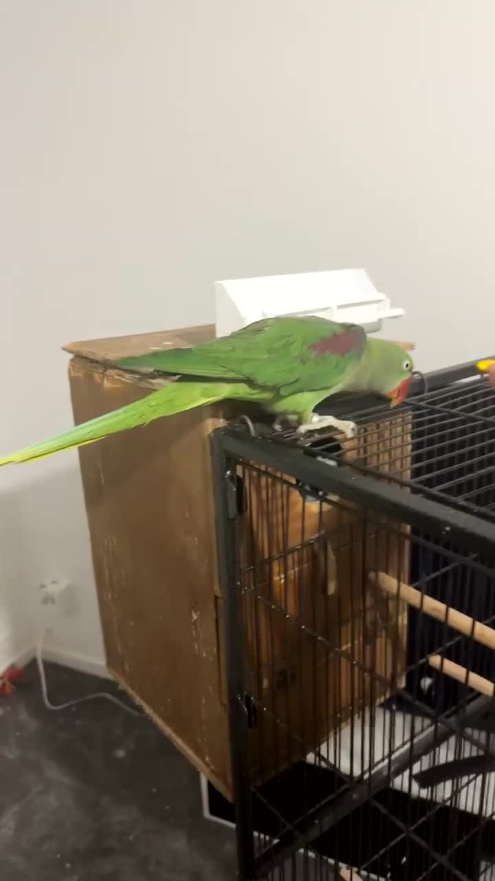 Conures birds for sale: Male conures and semi tame Alexandrine ring neck  - Video 4