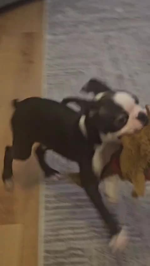 Boston Terrier dogs for sale: Boston Terrier Puppy Ready for His Forever Home - Video 4