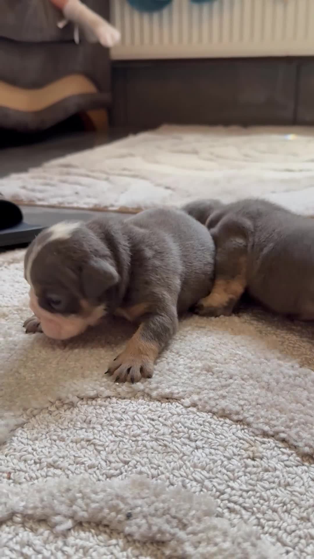 English Bulldog dogs for sale: English Bulldog Puppies  - Video 4
