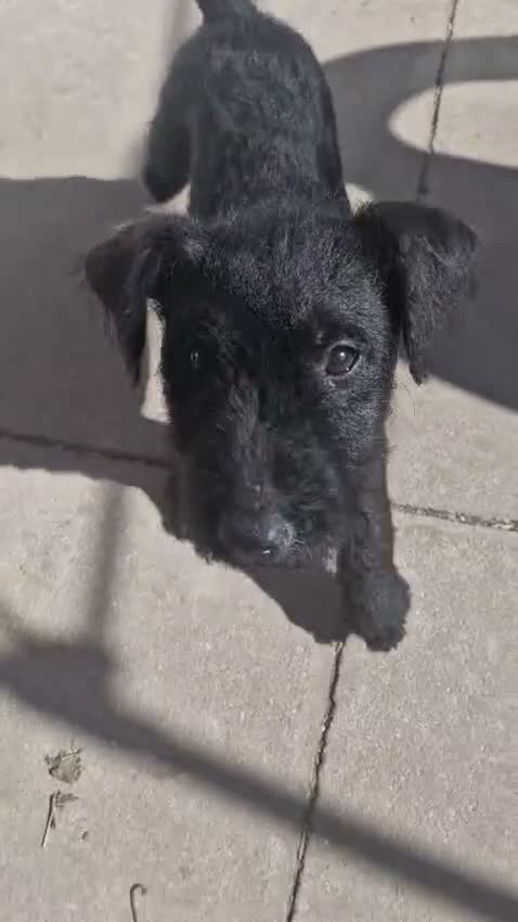 Mixed Breed dogs for sale: Terrier Bitch Puppies  in Canterbury - Video 3
