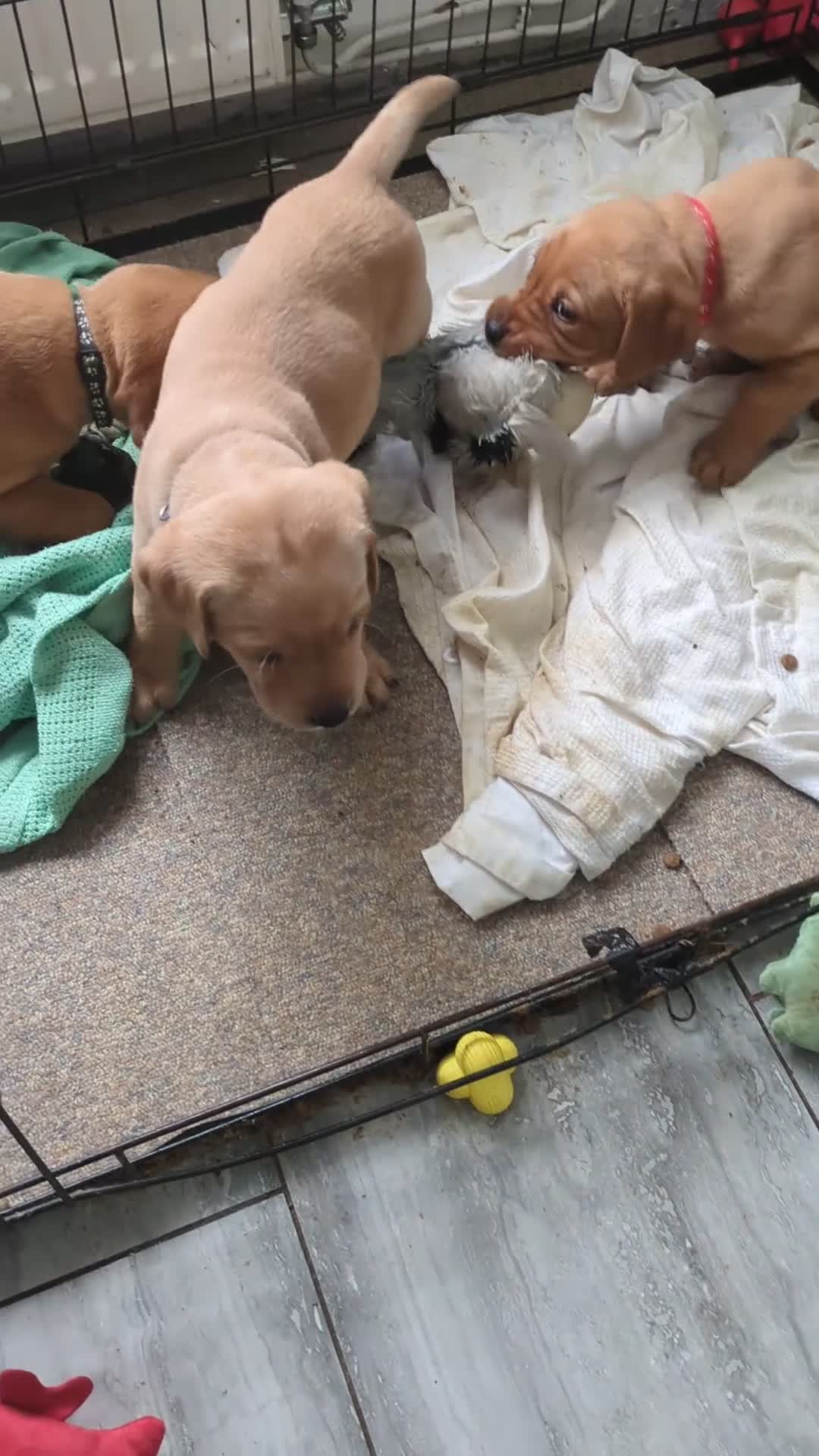 Labrador Retriever dogs for sale: 10 Chunky Labrador puppies fox red/ yellow - Video 5