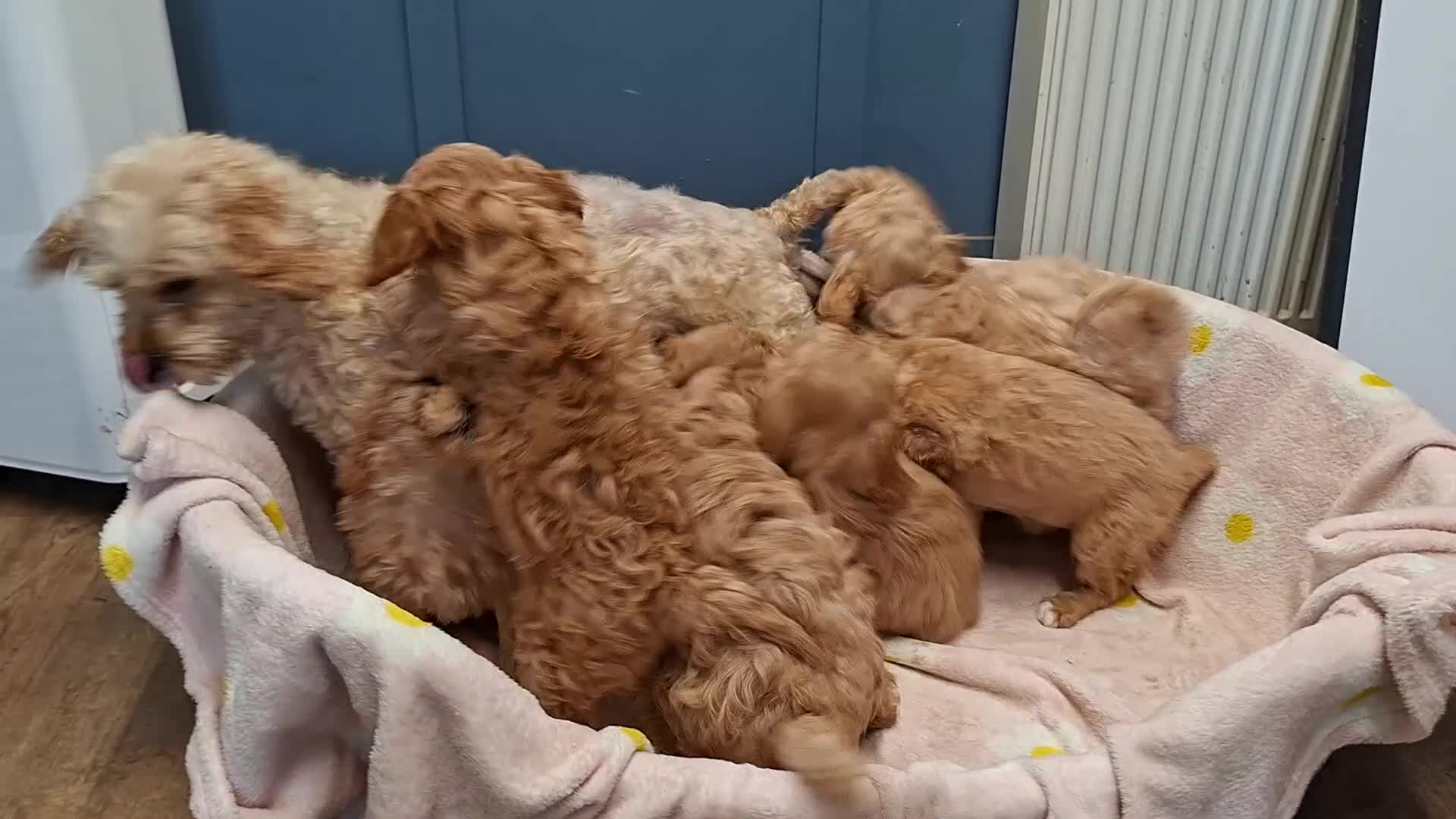 Cavapoochon dogs for sale: Gorgeous Cavapoochon Puppies for sale! - Video 1