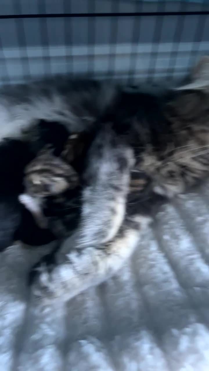 Mixed Breed cats for sale: bengal x - Video 3