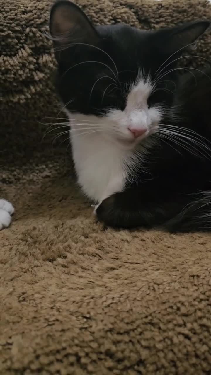 Mixed Breed cats for sale: Affectionate tabby female kitten - Video 1