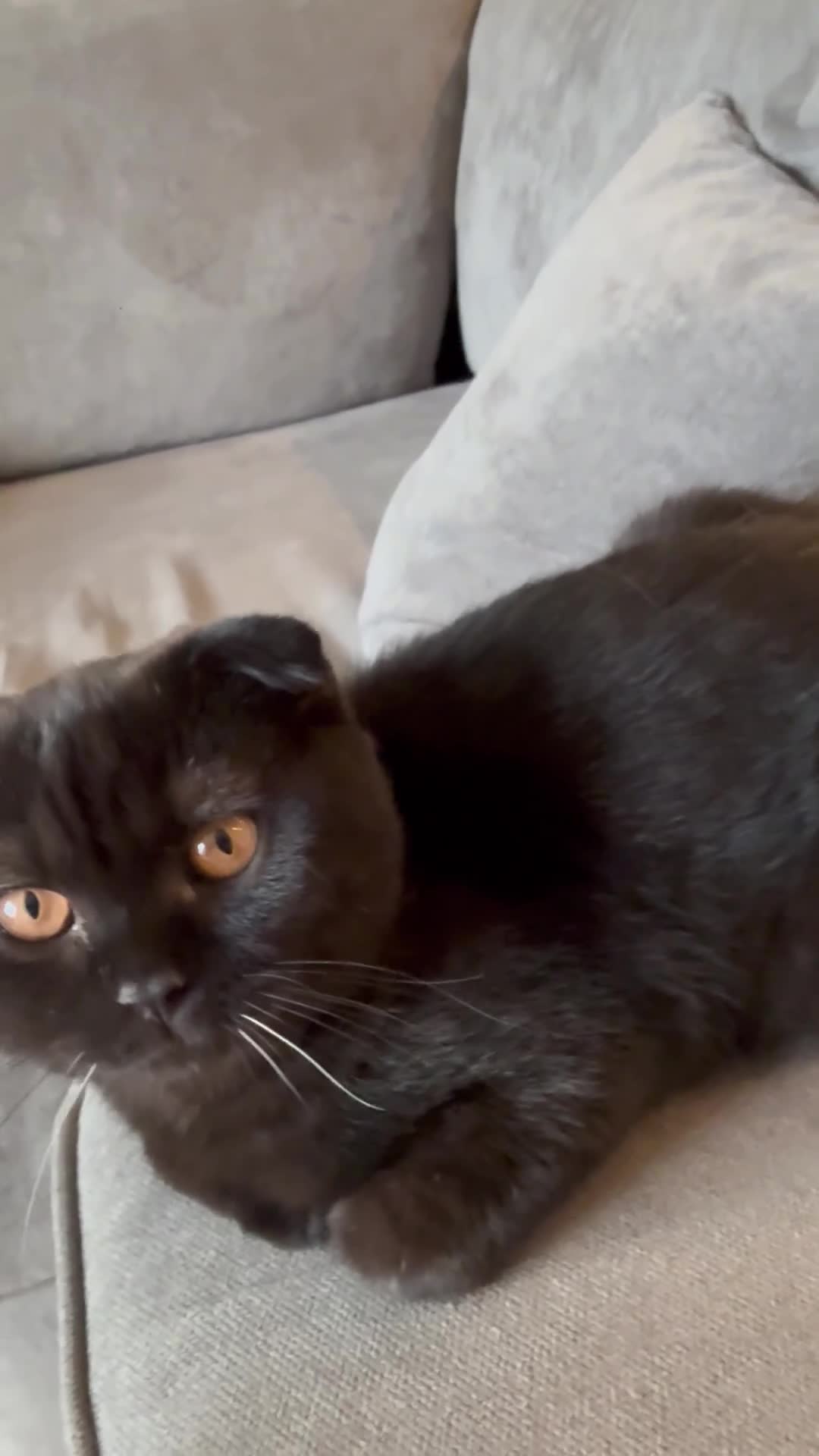 Scottish Fold cats for sale: Stunning Scottish fold kittens   - Video 2