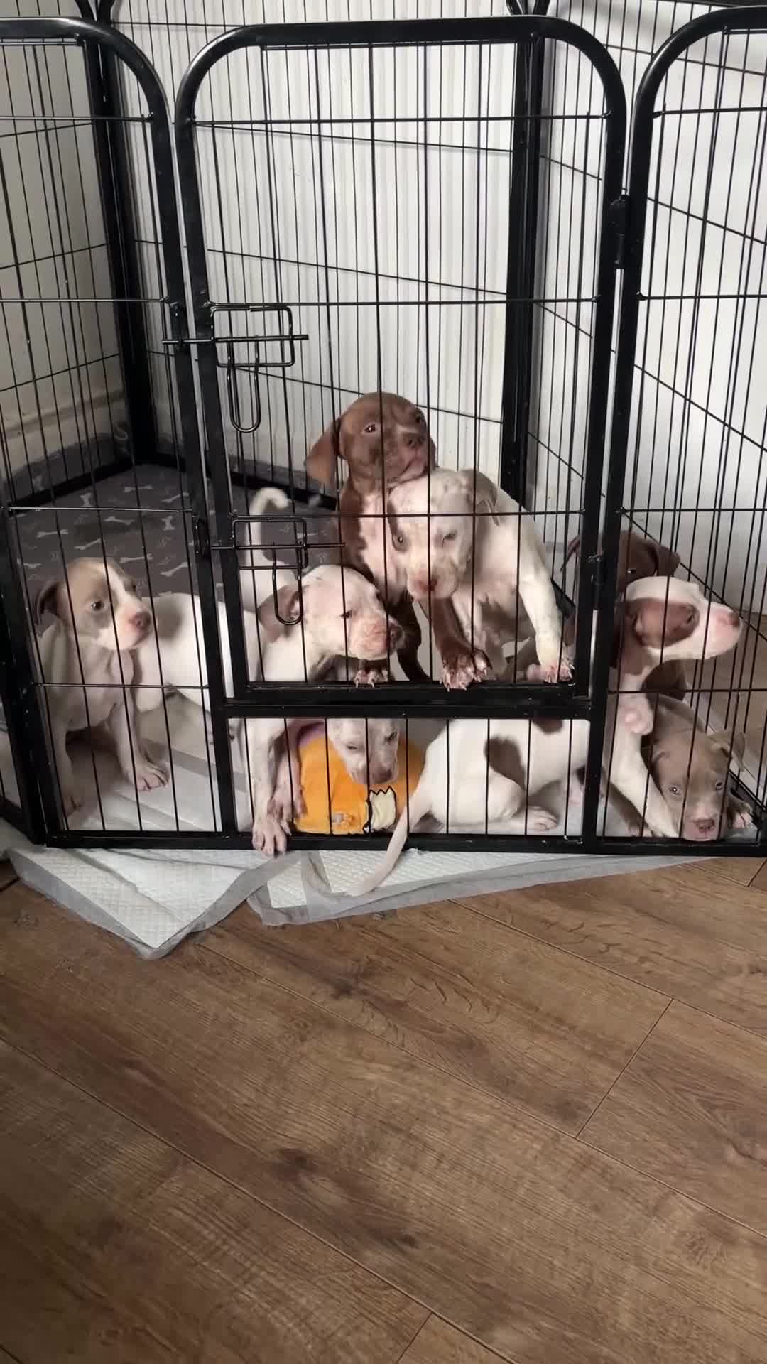 American Bull Staffy dogs for sale: 8 beautiful Amstaff puppies - Video 3