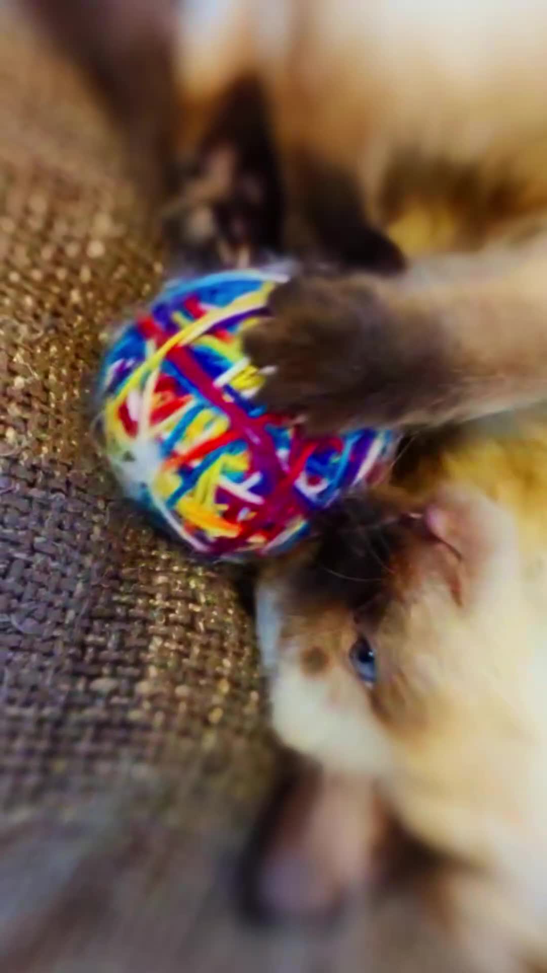 Ragdoll cats for sale: 🩵💖🩵READY FOR MY NEW HOME🥹🩵💖🩵  - Video 3