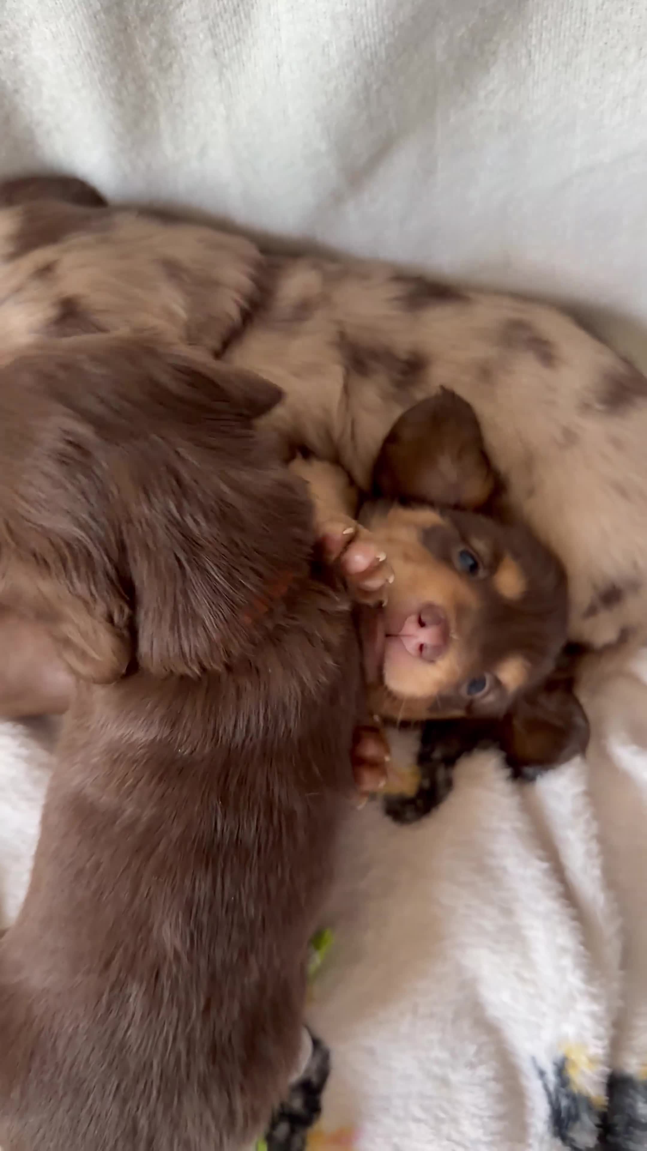 Miniature Dachshund dogs for sale: Long haired miniature dachshund puppy's - Video 3