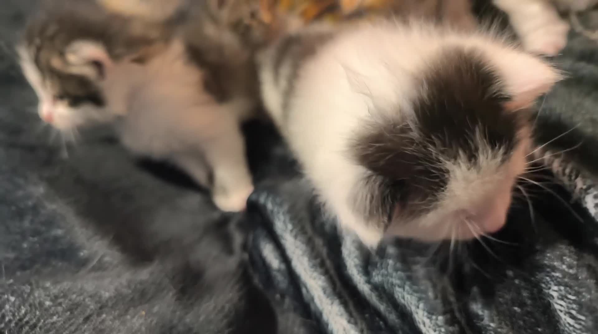 Mixed Breed cats for sale: Beautiful kittens ready to go to new homes in July - Video 1