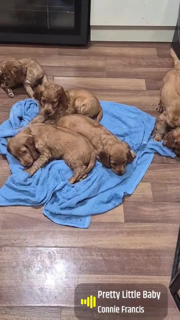 Cocker Spaniel dogs for sale: Beautiful Cocker Spaniels  - Video 2