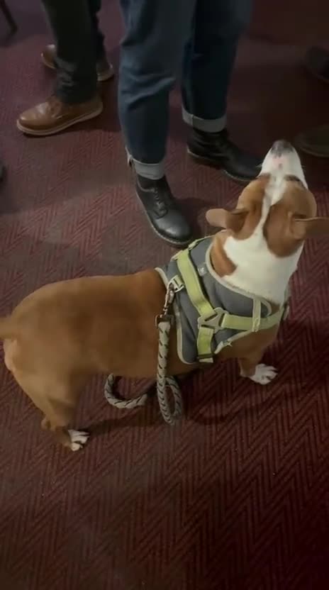 Staffordshire Bull Terrier dogs for sale: Jasmine in Ripley - Video 2