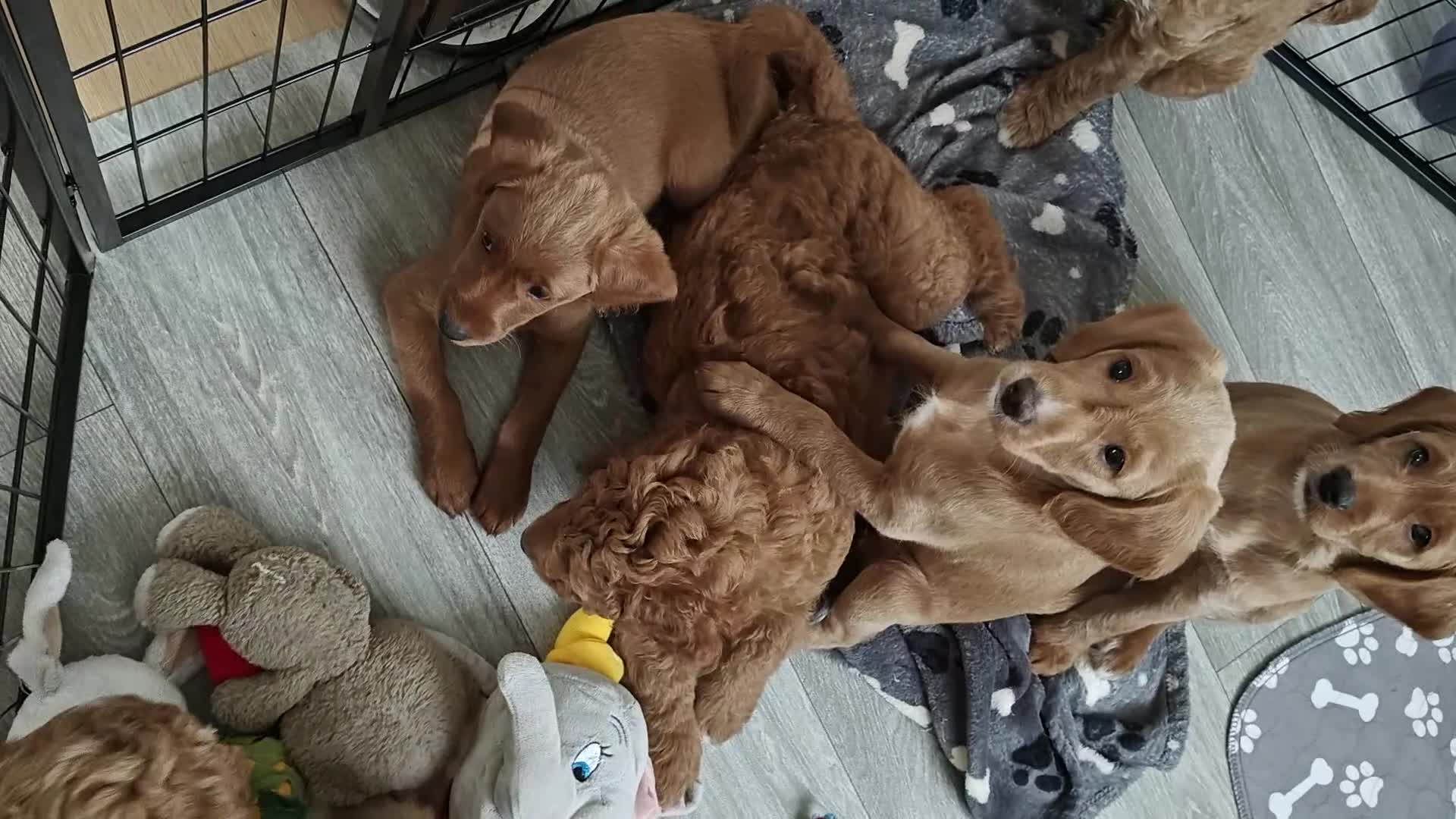 Mixed Breed dogs for sale: ✨Ready:DNA clear Australian Labradoodles ✨ - Video 2