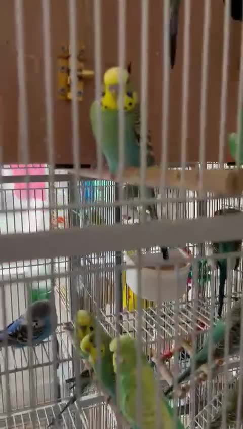 Budgerigars birds for sale: Mixed Budgies For Sale. - Video 1