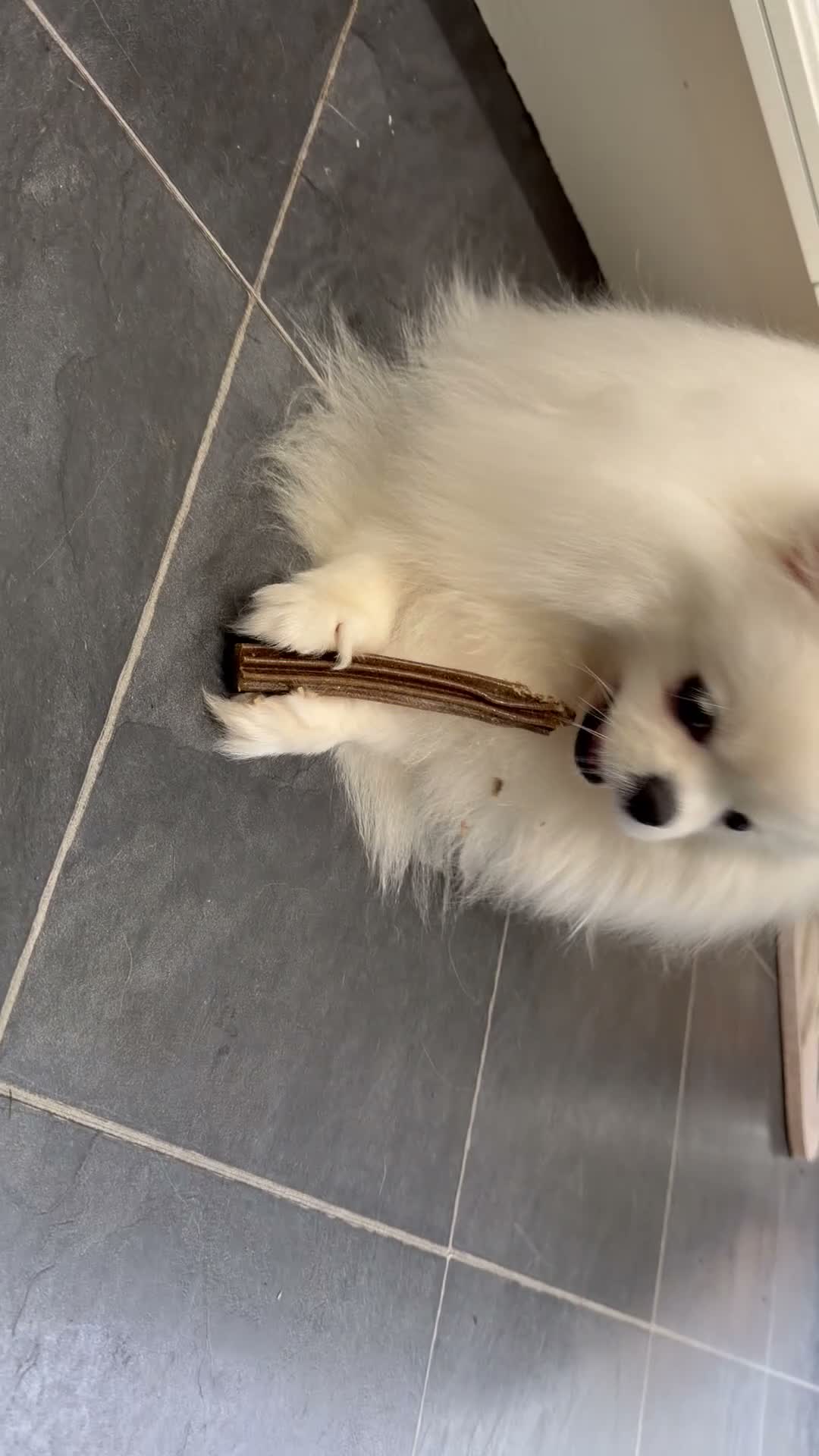 Pomeranian dogs for sale: Incredible Teddy Bear Pom Girl One in a Million  - Video 1