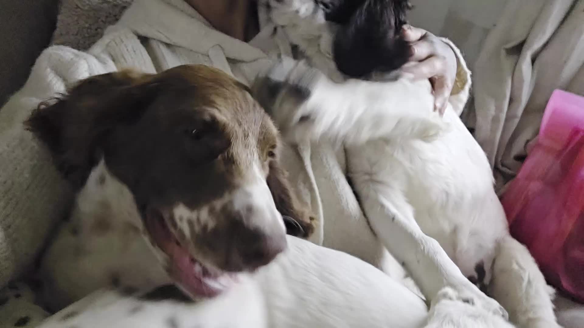 Sprocker dogs for sale: 2 beautiful boys left! 🥰 - Video 1