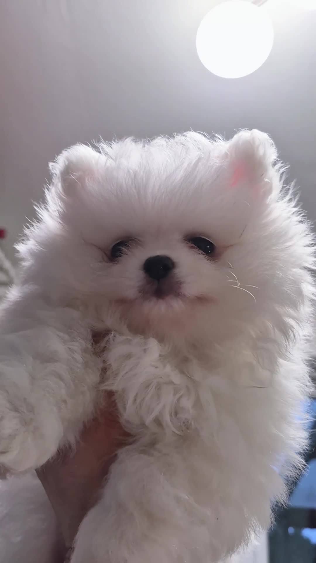 Pomeranian dogs for sale: 2 pure white pomeranian 9 weeks old for sale in Bolton - Video 4