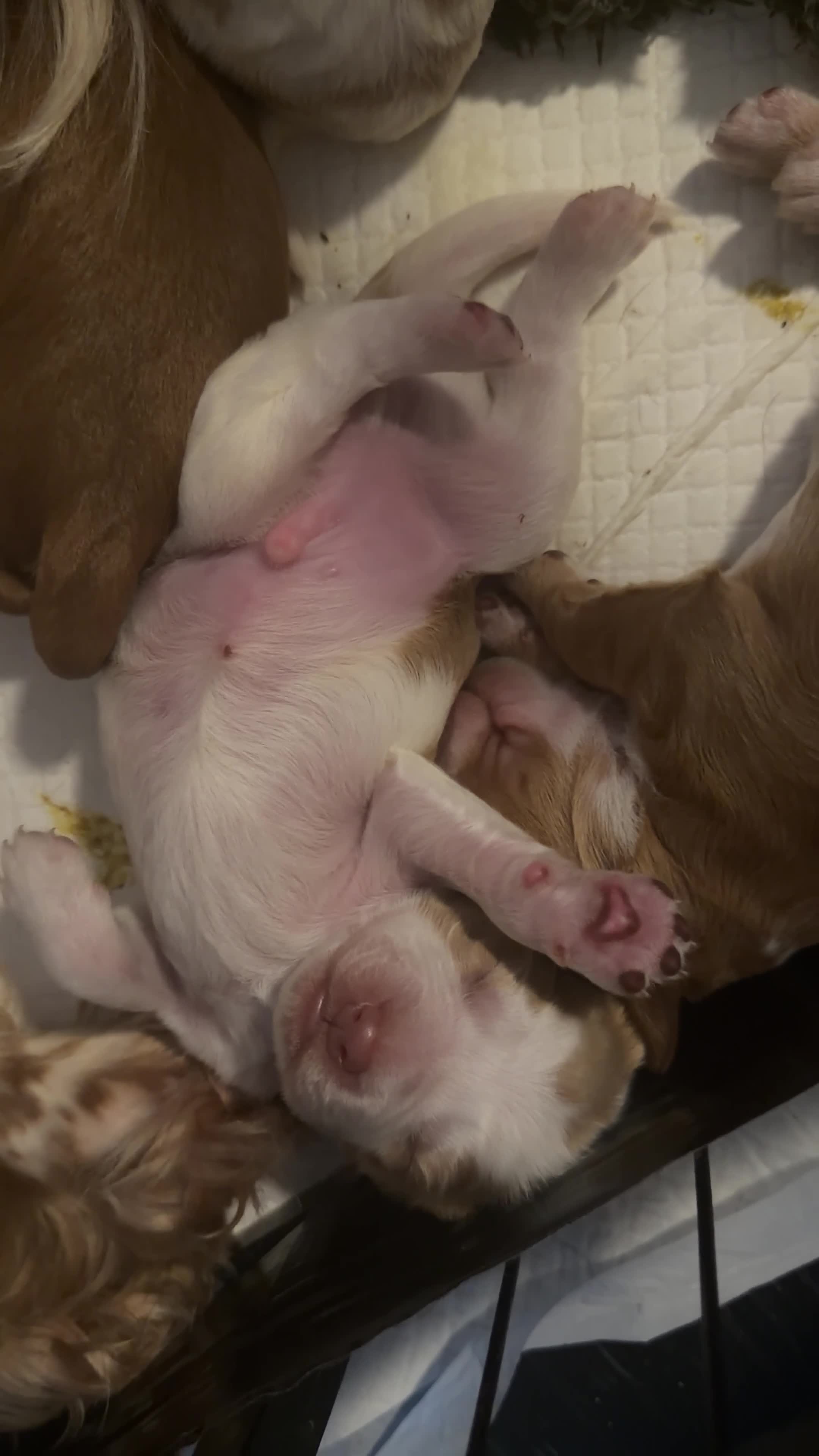 Cocker Spaniel dogs for sale: Cocker spaniel pups available to reserve  - Video 3