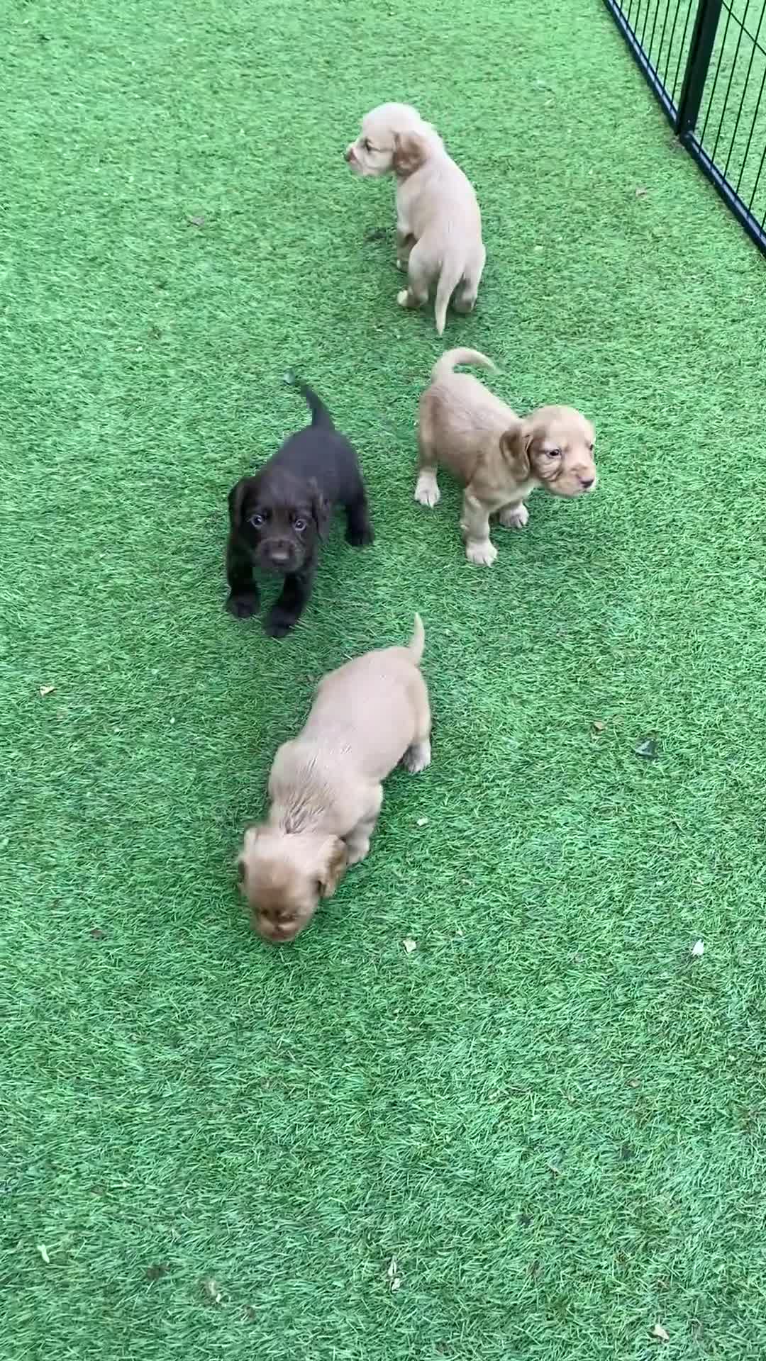 Cocker Spaniel dogs for sale: Health Tested Cocker Spaniel Pups - Video 1