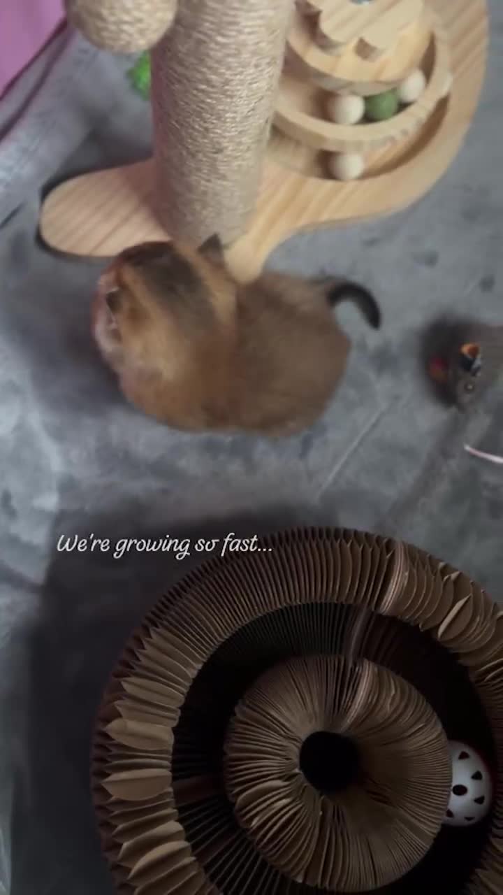 British Shorthair cats for sale: Stunning litter of 6 nuggets! - Video 1