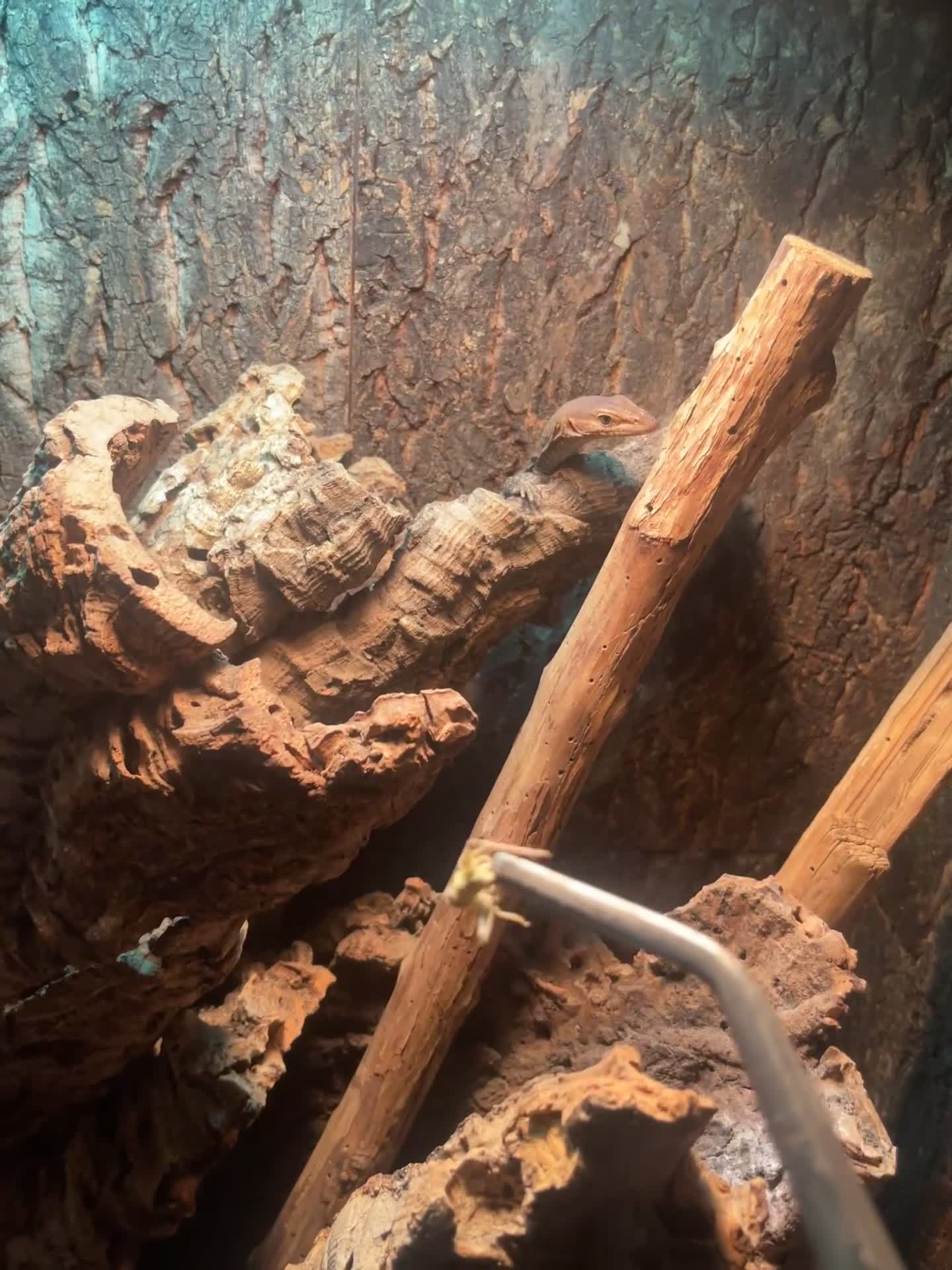 Monitor reptiles for sale: Black-Headed Monitors & Pigmy Mulga Monitors - Video 3