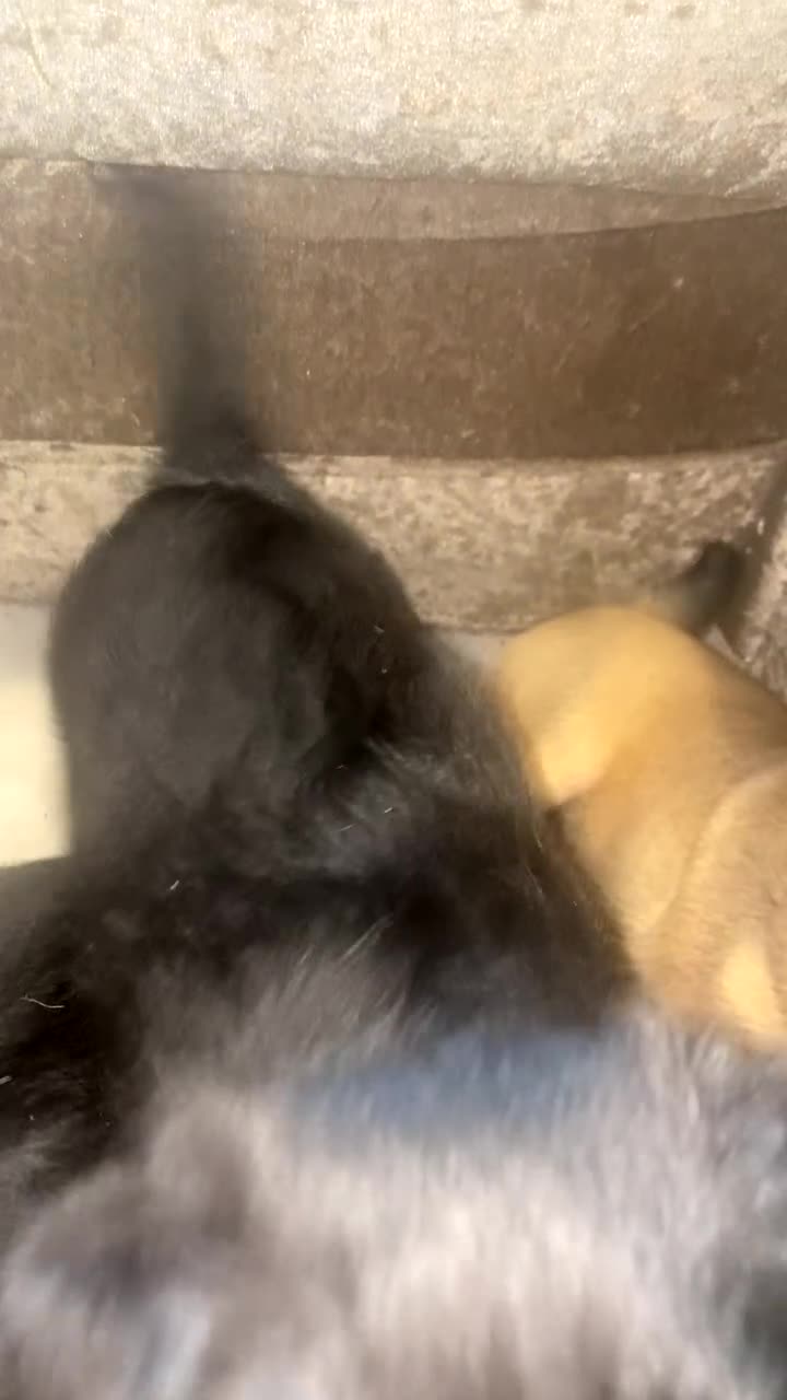 Mixed Breed dogs for sale: Jack Russel x Chow Chow Mix Puppies for Sale  - Video 2