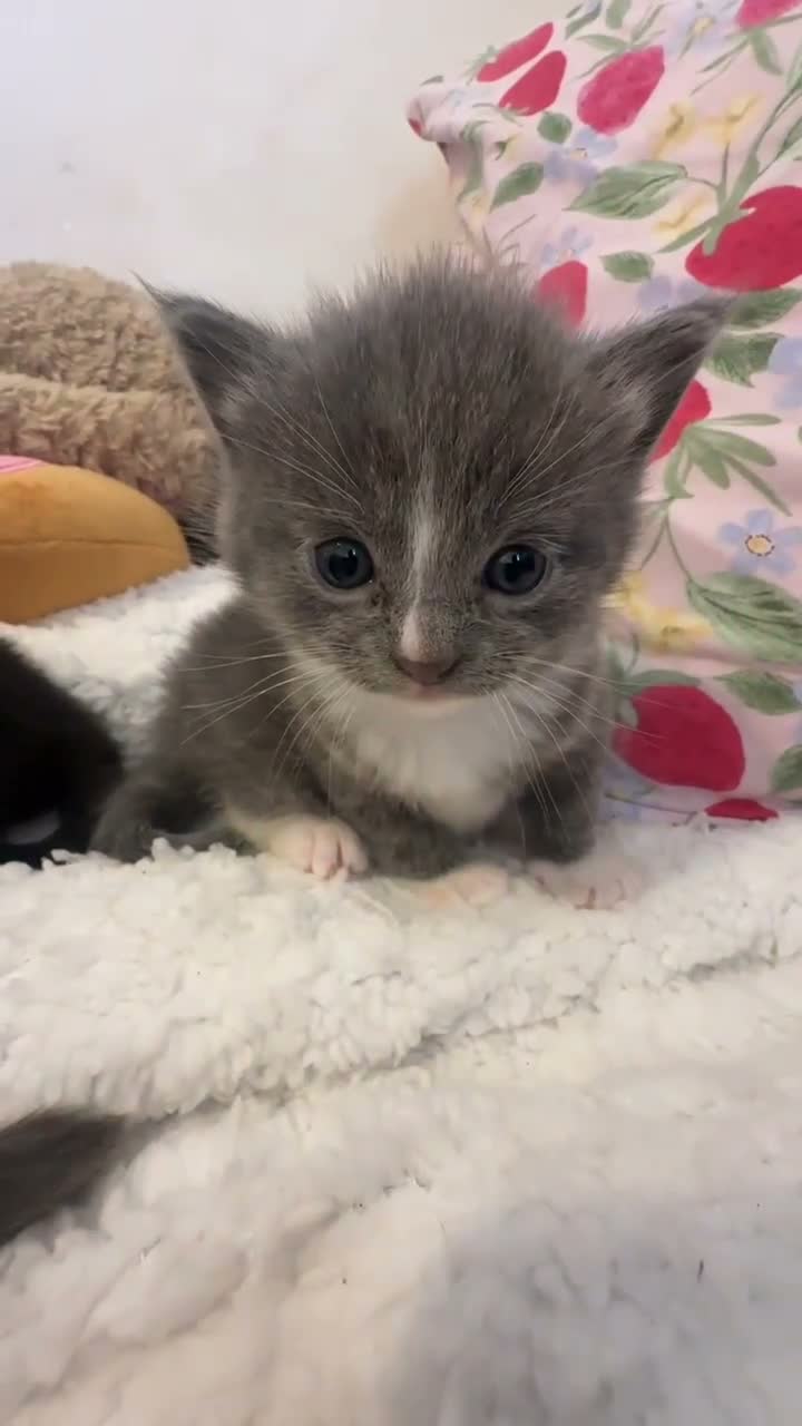 Russian Blue cats for sale: Russian blue x Tabby cats  in Manchester - Video 5