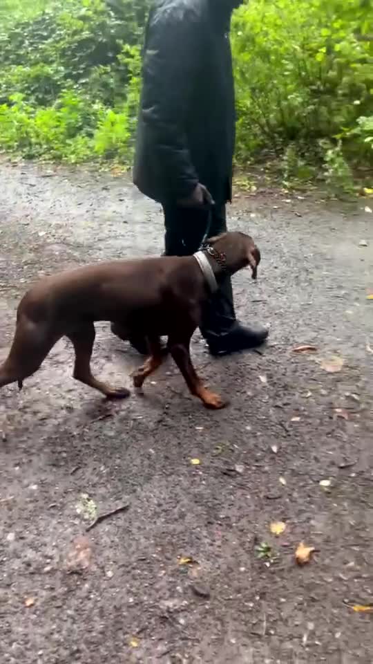 Dobermann dogs for sale: Fully trained Champion dobermann 🥇  - Video 1