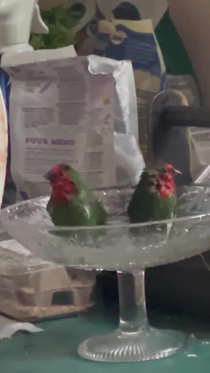 Finches birds for sale: Red Face Finch - Video 1