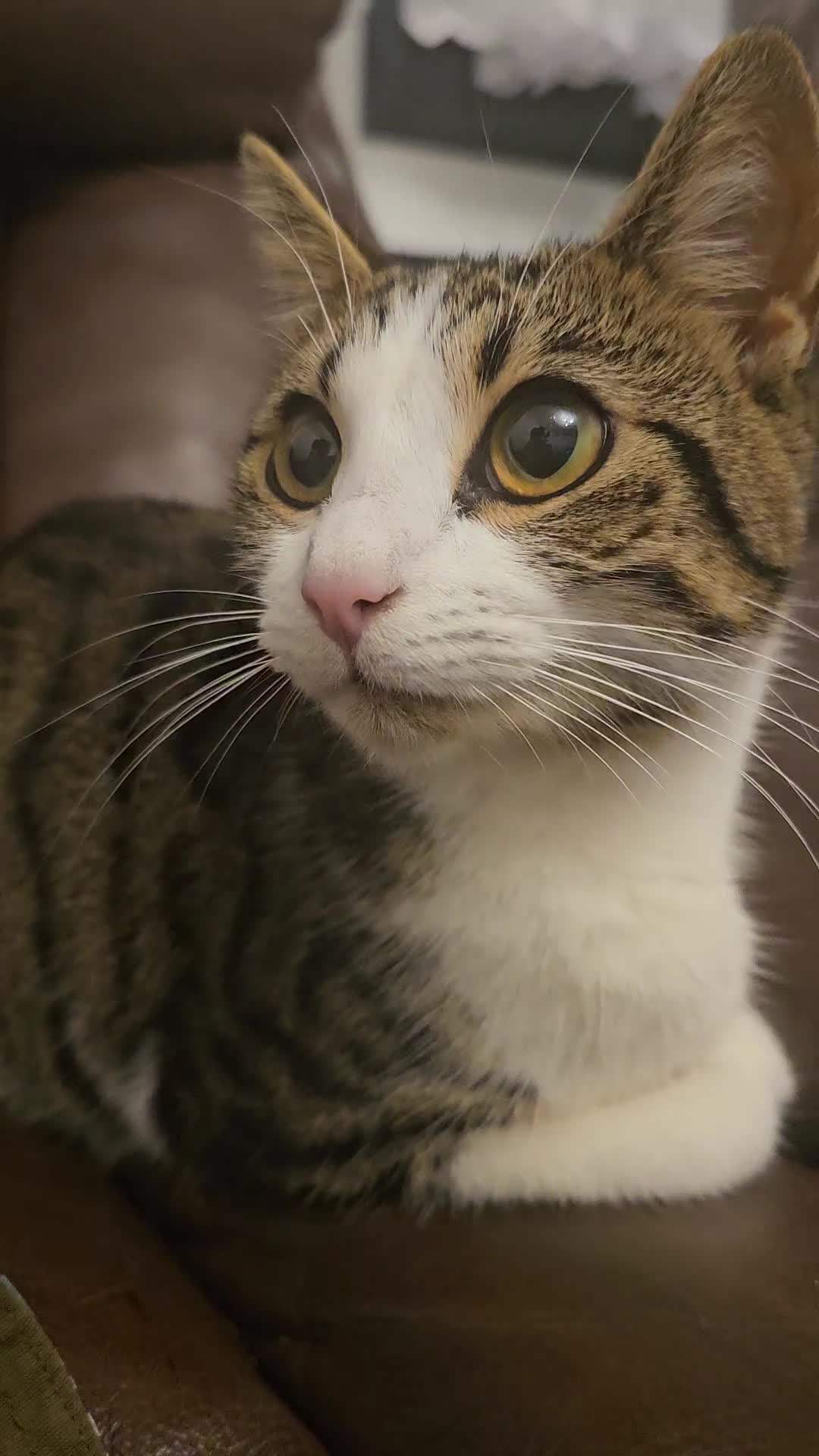 Mixed Breed cats for sale: Bengal Mix Kitten (Spayed) - Video 1