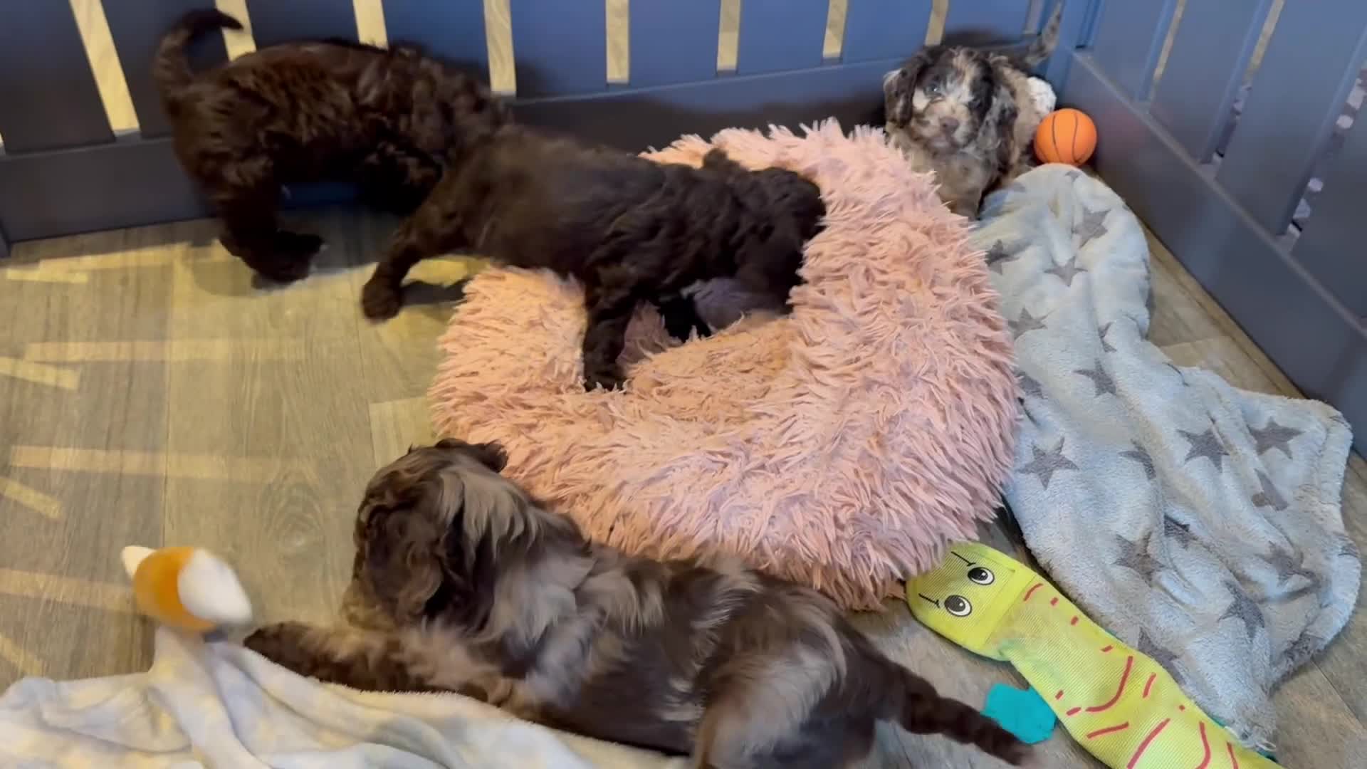 Cockapoo dogs for sale: F1 Show Cockapoo’s - Video 1