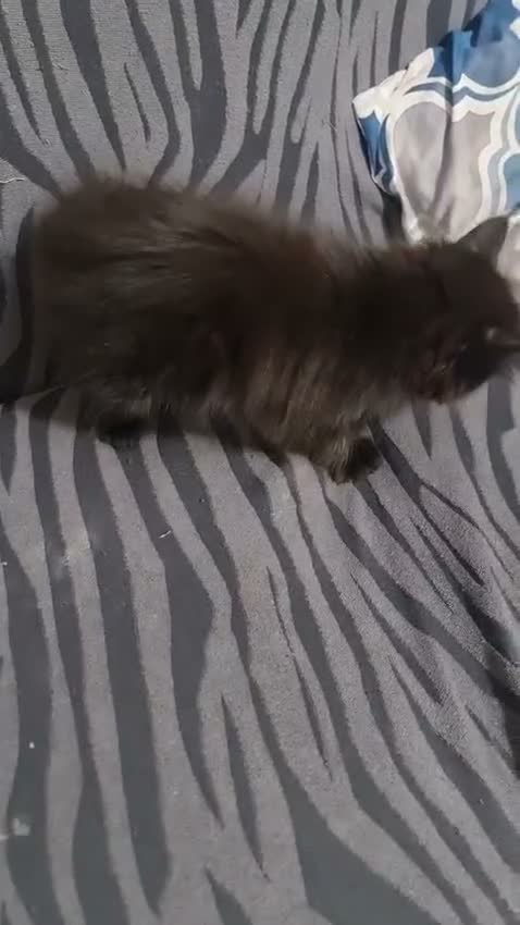 Mixed Breed cats for sale: A beautiful litter of 4 kittens - Video 1