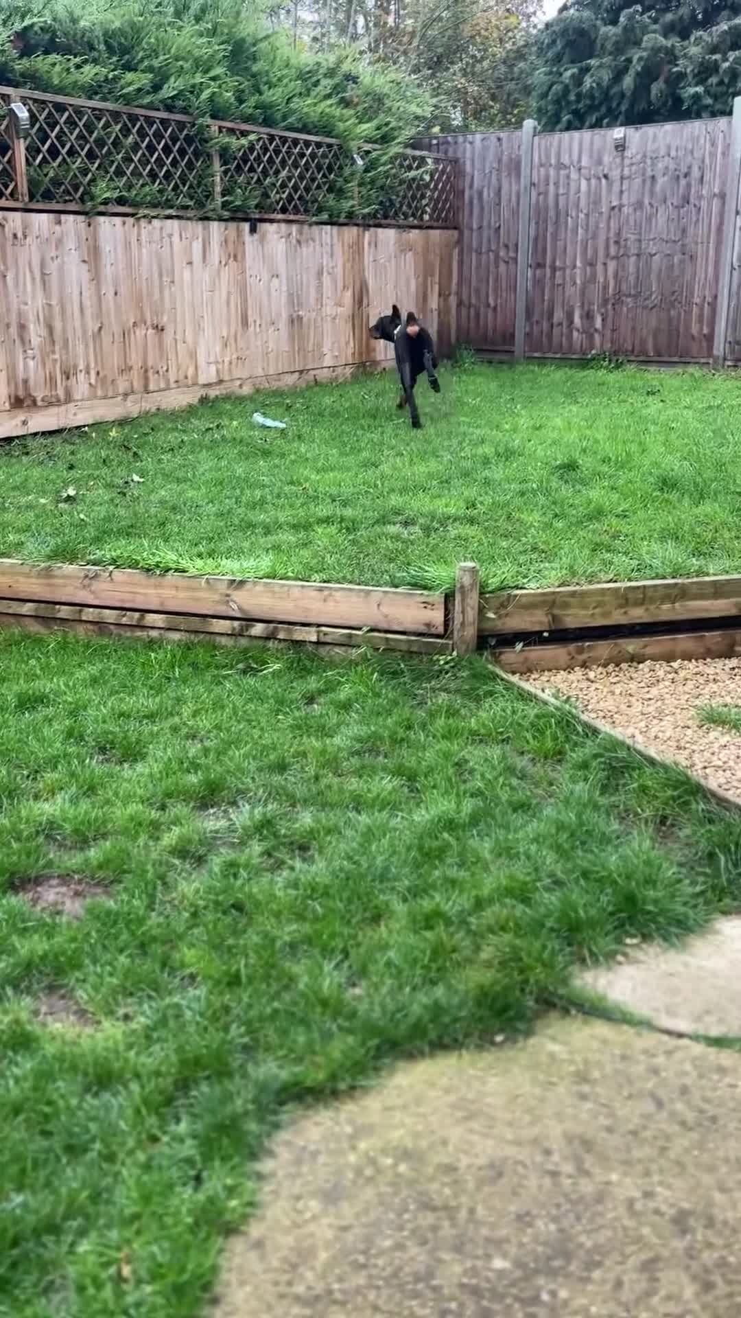 Dobermann dogs for sale: 6 month old stunning male  - Video 1