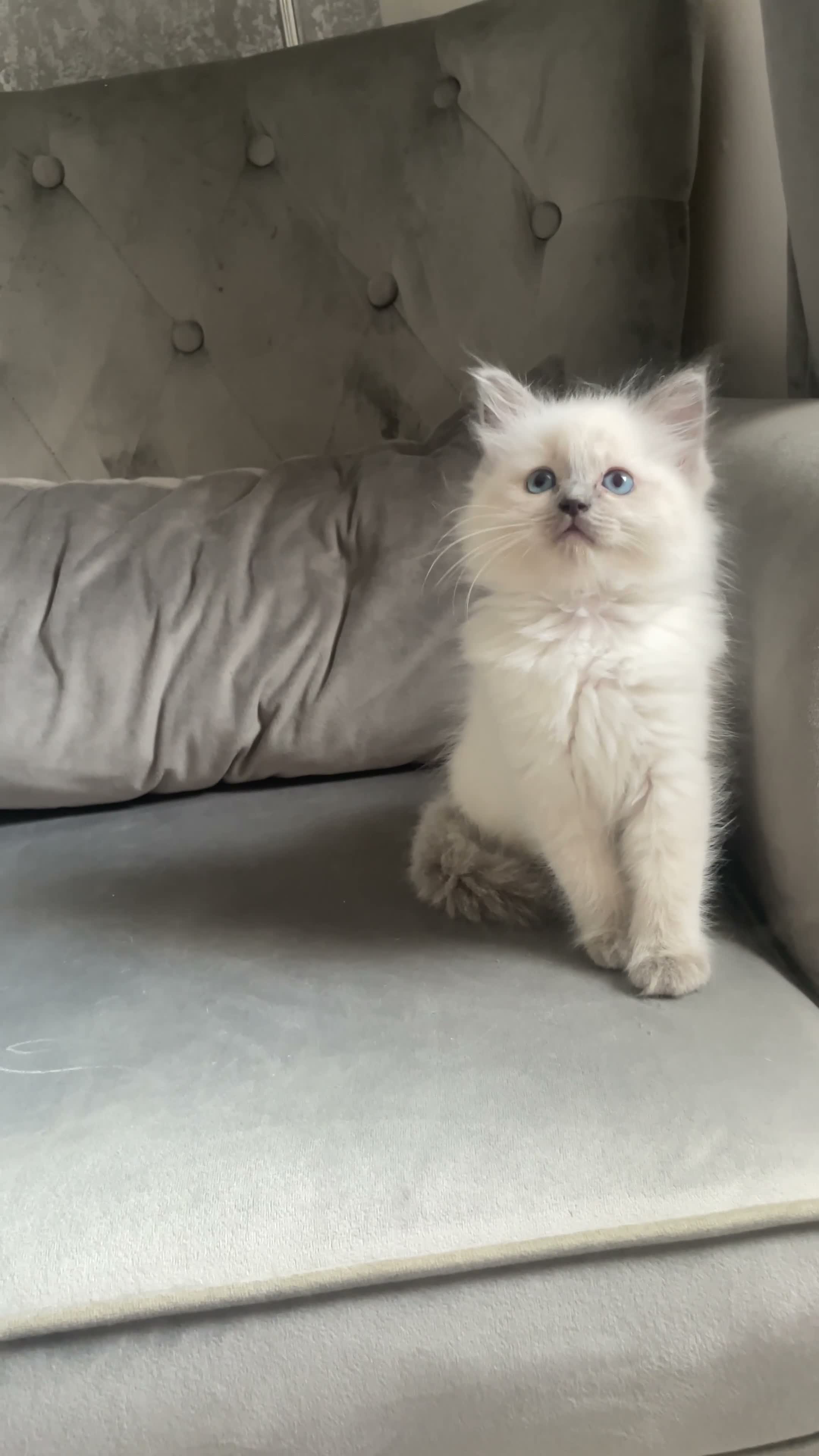 Ragdoll cats for sale: Ready to leave GCCF pedigree ragdoll girl - Video 1