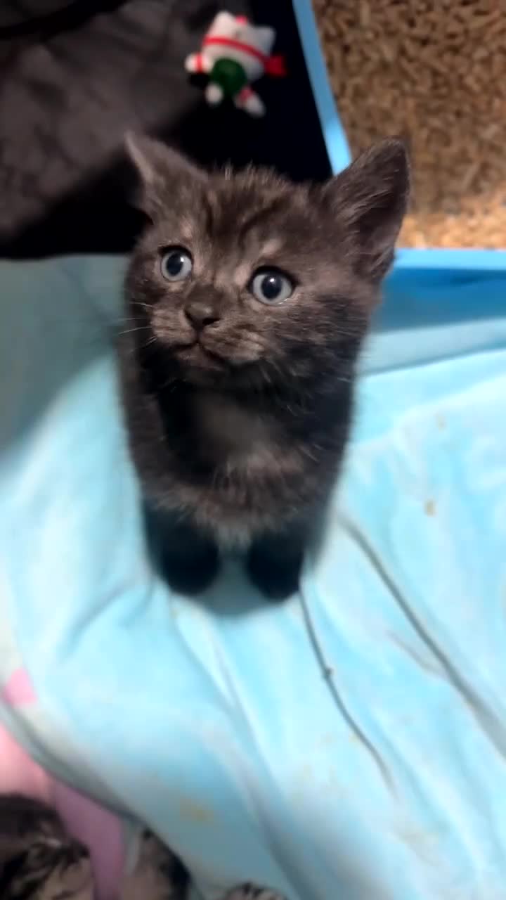 British Shorthair cats for sale: Russian blue X Silver tabby BSH kitten for sale - Video 1