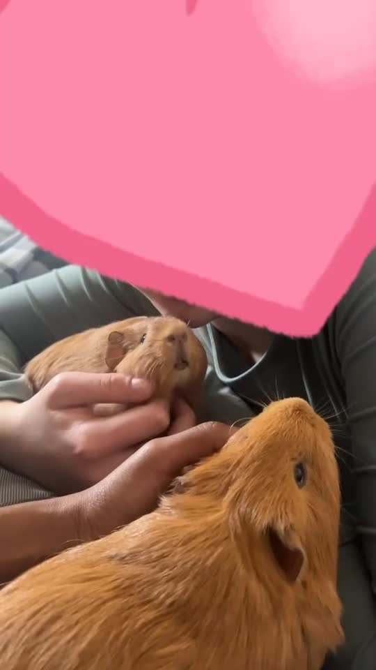 Guinea Pig rodents for sale: 2 Beautiful Guinea pigs  - Video 1