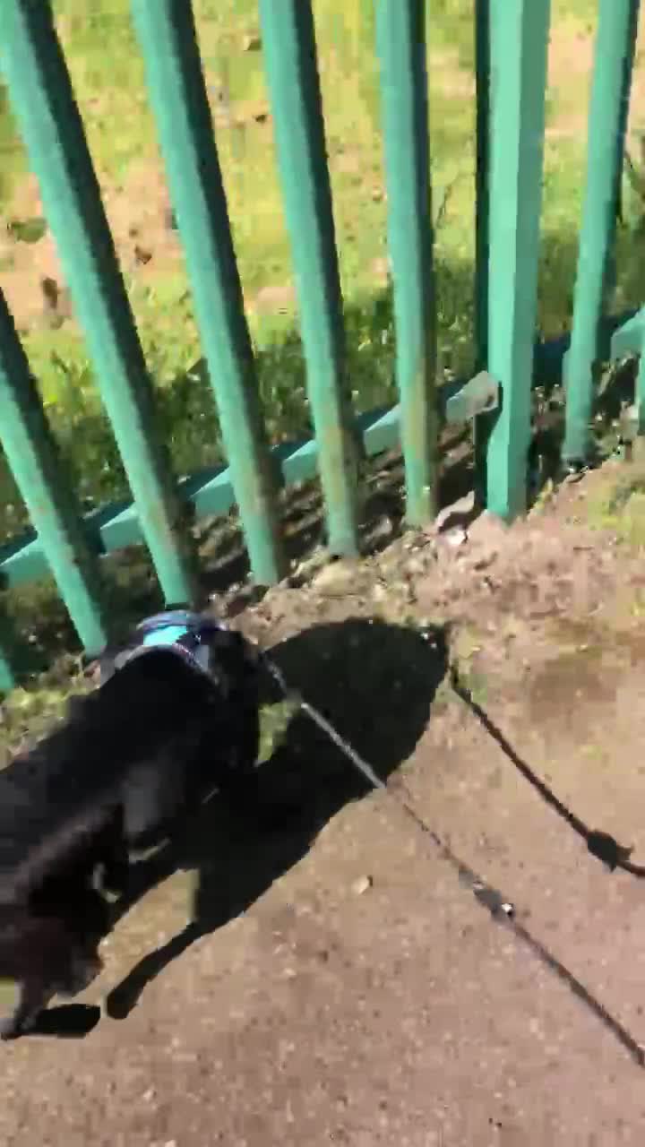 Mixed Breed dogs for adoption: Sadie – 9 months old, Mixed Breed Girl Pup in Stoke-on-Trent - Video 5