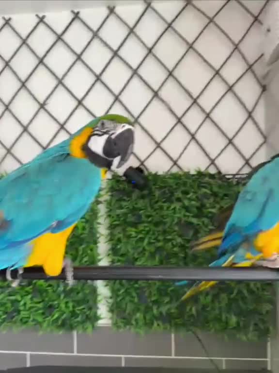 Macaws birds for sale: A pair of Blue and gold macaws  - Video 2