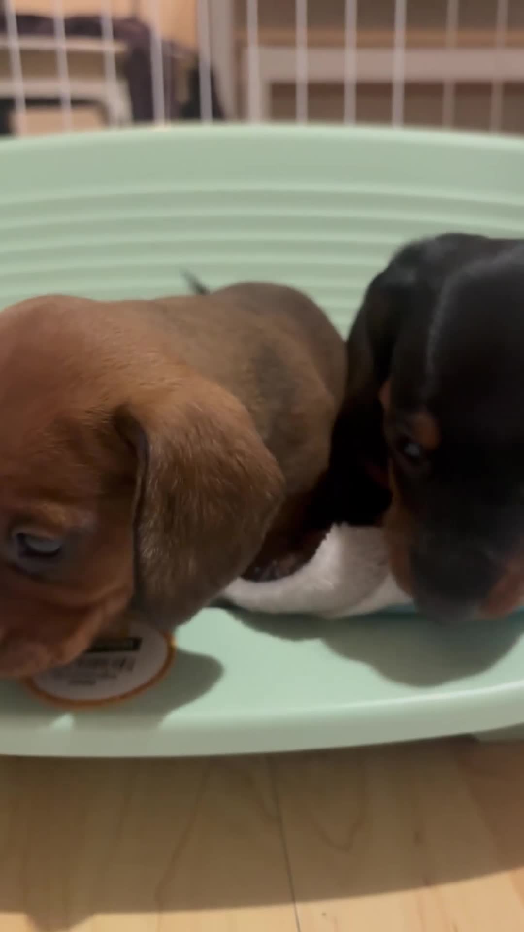 Dachshund dogs for sale: 2 female dachshund puppies  - Video 1