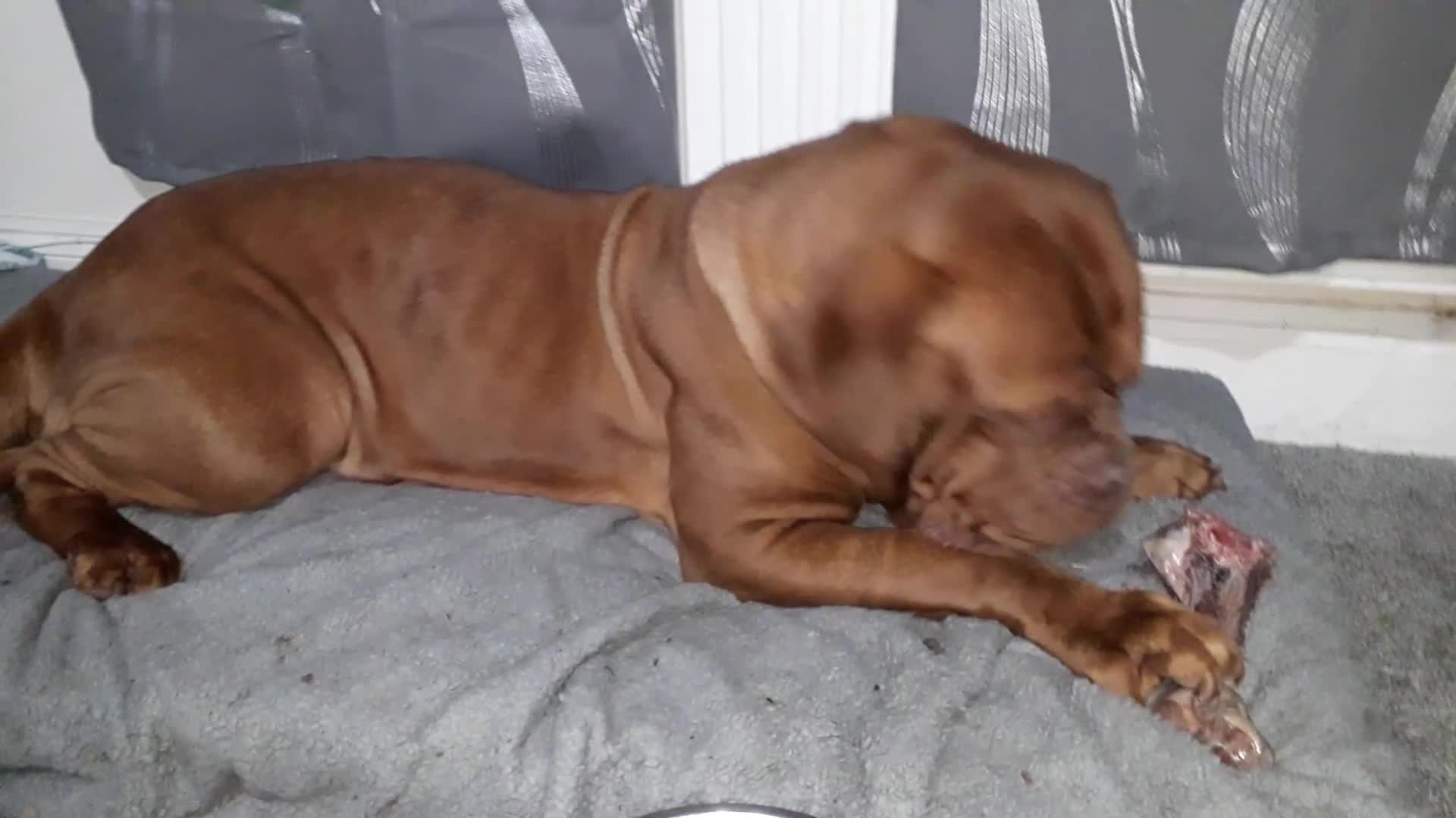 Dogue De Bordeaux dogs for sale: Dogue de bordeaux  - Video 1